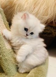 Beautiful Purebred Persian kittens