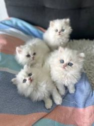 Beautiful male and female Persian Kittens