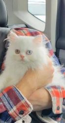 White fluffy Persian kittens