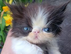 Persian Kittens CFA Available