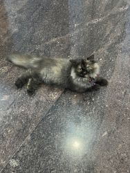 selling persian Cat of 3 months old