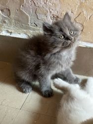 55 days old Male Kitten