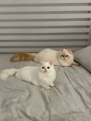 Female and male persian cats