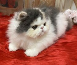 Persian kitty