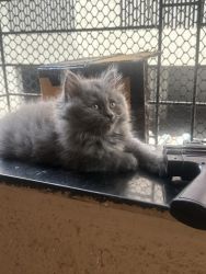 2 months male kitten