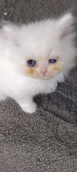 7 Week Old &6 Month White Persian Males
