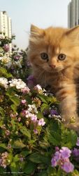 Orange Persian female kitten (triple coat) 2 months old