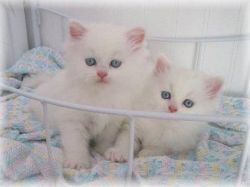 Cute white persian kitten (xxx) xxx-xxx8