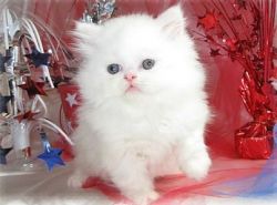White Persian Kittens for caring homes