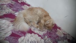Persian male brown kitten available...
