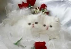 persian kittens.