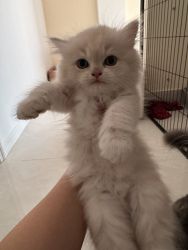 Kitten for rehoming
