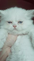 cfa white persian male kitten