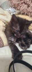 Black/chocolate siamese kitten