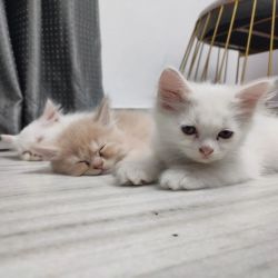 Male And Female Persian kittens Available For Sale