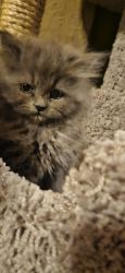 Adorable Fluffy Doll Face Persian Kittens