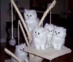 xmas persian kittens for sale