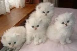 Xmas persian kittens for Adoption