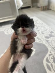 Natalia Persian kittens