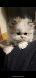 Persian & Minuet Kittens Available