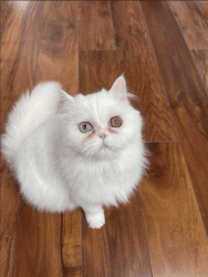 White Female Pretty Friendly and Playful Persian Cat