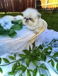 Purebred Persians kittens for sale
