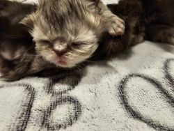 Persian kittens Available