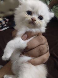 White Kitten persian cat for sale