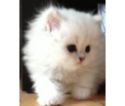 Lovely Persians kittens