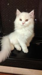Persian kittens for sale 11000 INR in MUMBAI