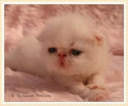 Ajaja Persian kittens available
