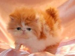 Cute Persian Kittens For Sale