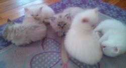 CFA Hypoallergenic persian kittens