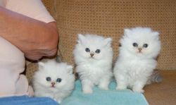 Persian Kittens for Home and perfect homes