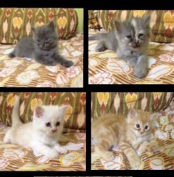 1month old Persian kittens