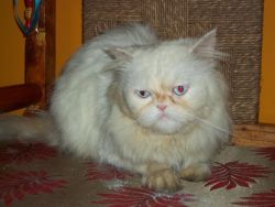 Pure Breed Persian Cat