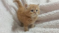 Cfa-registered Male Persian Kitten