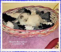 Stunning Persian Kittens For Sale Now