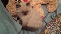 Persian kittens $400