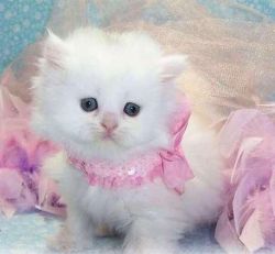 adorable persian kitten