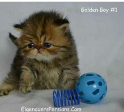 Golden Persian Babies: Ch Sired: Cfa