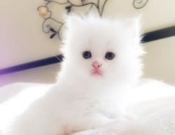 white teacup Persian Kittens for sale