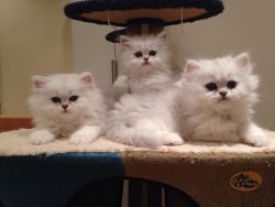 Persian Kittens for rehoming