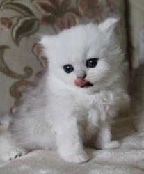 Persian Kittens M/F