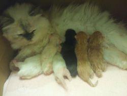 Persian Himalayan full pedigree registered kittens