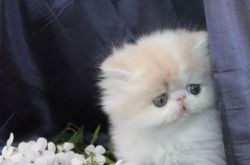 Gorgeous quality Persian Kittens