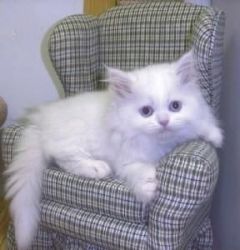 Excellent Persian Kittens Available