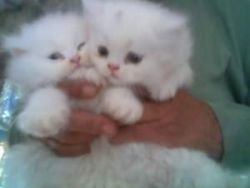 Persian Kittens Ready For Sale