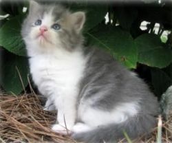 cute and beautiful blue point Persian kitten