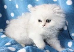 perfect Persian kittens for sale
